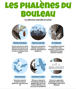 Jeu de la phalene du bouleau