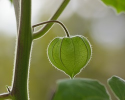  Een groene plant