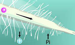 Sugar movement to root tips