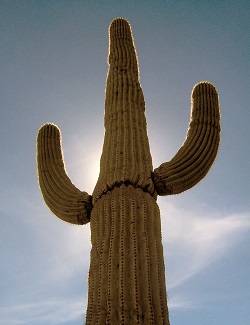 Saguaro cactus