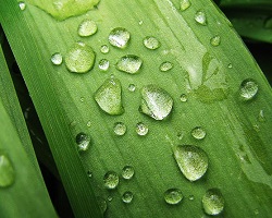 Waterdruppels op een plant