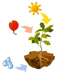 Inputs for photosynthesis