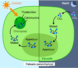 CAM planten cyclus