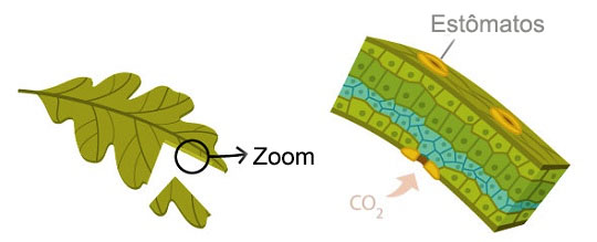 secção transversal de uma folha que mostra estomas