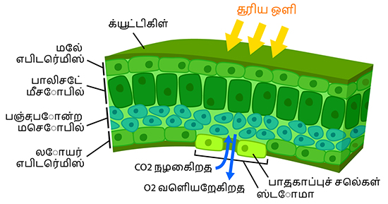 இலை உடற்கூறியல்