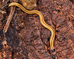 hammer head worm