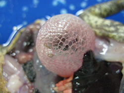 A picture of a toad dissection, showing inflated toad lung tissue, which looks like a nearly see-through sack of bubbles.