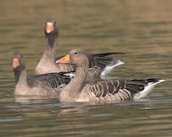 Greylag geese