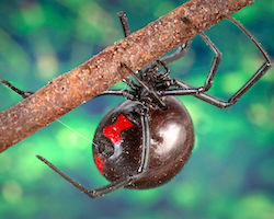 Black widow spider