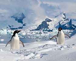 Adelie penguins in the snow