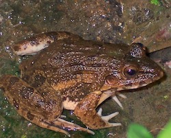 Crab eating frog