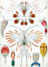 Copepods