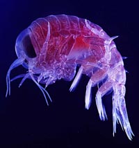 zooplankton