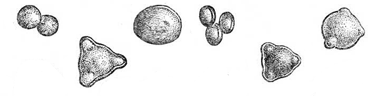 Pollen grains shapes and sizes