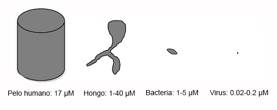 Tamanos de patogenos