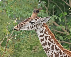 giraffe eating acacia