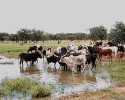 Savanna west Africa Burkina Faso