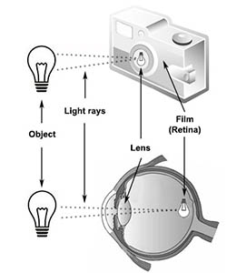 Camera and eye