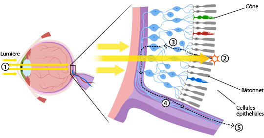 Light moving through the eye