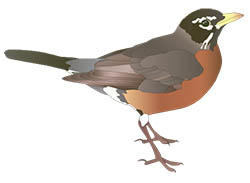 American Robin