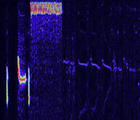 Rufous-winged Sparrow sonogram