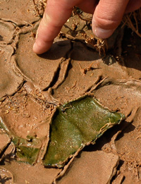 Microbes in soil after the rain