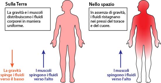 Fluid movement in body