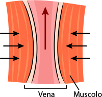 vein