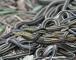 Garter snake mating ball