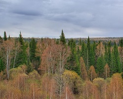 Southern taiga