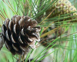 Pine cone