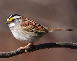 white-throated sparrow