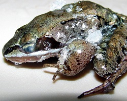 Wood frog