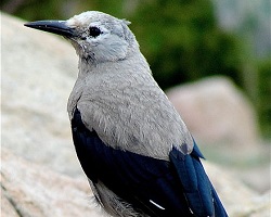 Clark's Nutcracker from Rocky Mountain National Park