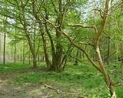 Forest in France