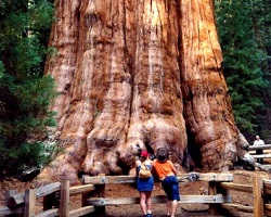 General Sherman tree