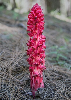 Snow plant