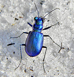 Festive Tiger Beetle - Cicindela scutellaris 