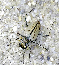 Northeastern beach tiger beetle