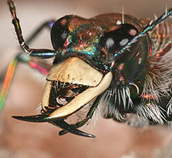 Tiger Beetle Mandibles