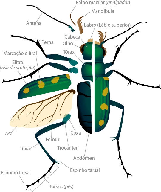 Tiger Beetle Anatomy