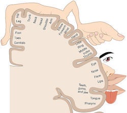 Map of the sensory cortex