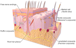 An illustration of skin, with labeled parts showing skin anatomy.