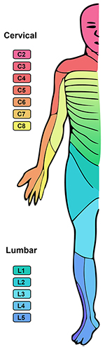 Dermatome