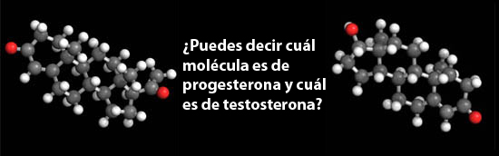 La progesterona y La testosterona