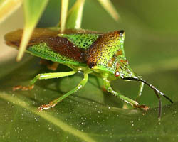 Acanthasoma hamorrhoidale