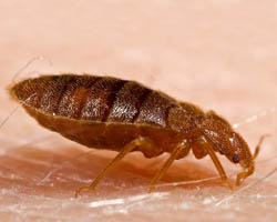 Bed bug - Cimex lectulariu