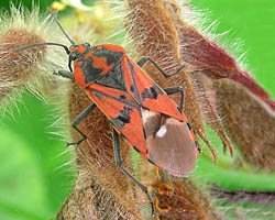 Stink bug