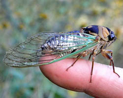 Cicada