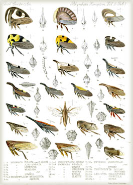 Plate from Biologia Centrali-Americanum (1879-1915)